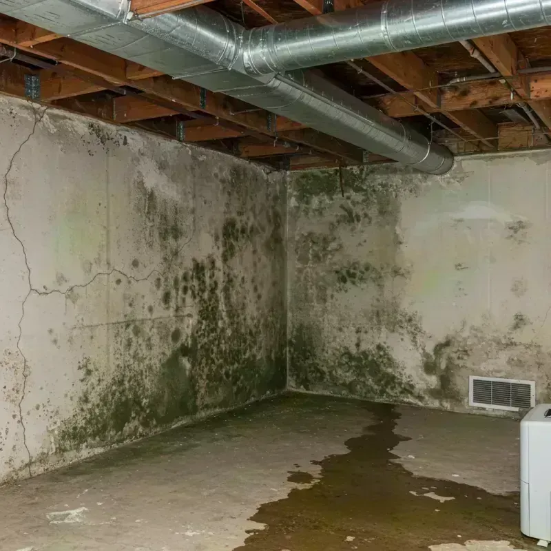 Professional Mold Removal in Mulberry, NC